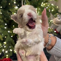 Prince Aspen (Rare Coloring) - Cream and white male Shih Tzu puppy in Kent, Washington from Exclusively Shih Tzu's LLC