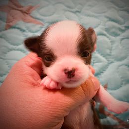 Chihuahua Puppies from TipTop Chihuahuas