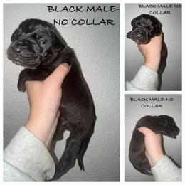 Black male - Black male Great Dane puppy in Doylestown, Ohio from Dana's Danes