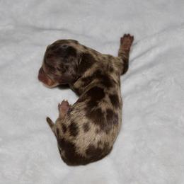Boy 1 - Dapple male Dachshund puppy in Paris, Texas from Kuttin’ Up Mini Aussies