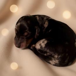George - Dapple male Dachshund puppy in Blanchard, Oklahoma from Crown and Collar Mini Dachshunds
