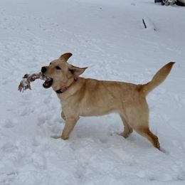 Dazzle - Yellow Labrador Retriever puppy in Greensburg, Kentucky from Paws Farm Retrievers