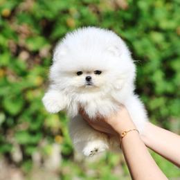 Aria - White female Pomeranian puppy in Burbank, California from Haus of Pomeranians