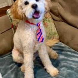 Cavapoo All Grown Up from Creekwood Miniature Cavapoos