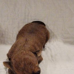 Handsome - Black and white male Havanese puppy in Tarrant County, Texas from Jerico Havanese