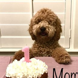 Harper - Goldendoodle