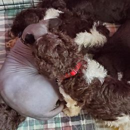 Australian Labradoodle and Poodle Puppies from Oodles of Doodles and some Poodles