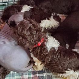Australian Labradoodle and Poodle Puppies from Oodles of Doodles and some Poodles