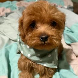 Tinker - Apricot male Goldendoodle puppy in Centralia, Missouri from Oodles Of Doodles Mo.