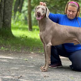 Castiel - Weimaraner
