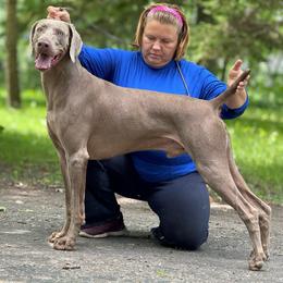 Castiel - Weimaraner