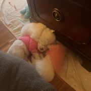 American Eskimo Dog Puppies from Eskie Babes