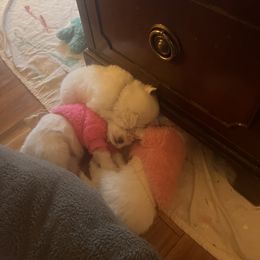 American Eskimo Dog Puppies from Eskie Babes