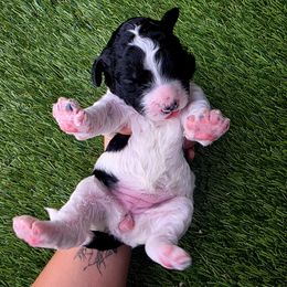 Mookite - Parti female Poodle puppy in Pinedale, Wyoming from Courey Spire