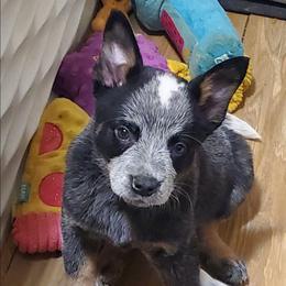 Wide mask standard Blue ( Red mrkg) - Blue female Australian Cattle Dog puppy in Lenoir, North Carolina from Blue Coyote Ranch
