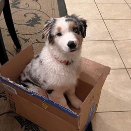 Australian Shepherd Puppies from Mountain Ridge Aussies