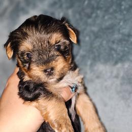 Teacup traditional boy 2 - Black and tan male Yorkshire Terrier puppy in Thornville, Ohio from My precious yorkies