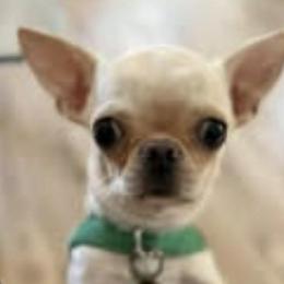 Chihuahua All Grown Up from Chihuahuas manzanita
