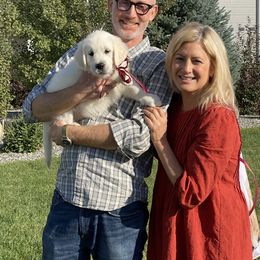 Golden Retriever and Jack Russell Terrier Puppies from Shelby Burleson's Golden Retrievers and Jack Russell Terriers