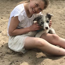 Border Collie Puppies from By Design Farm