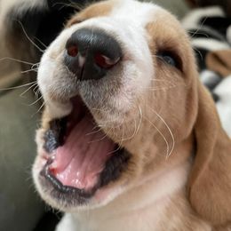 Basset Hounds from Happy Hills Bassets