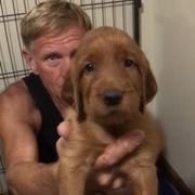 PurpleGirl - Mahogany female Irish Setter puppy in Longview, Washington from Royal Redheads Irish Setters