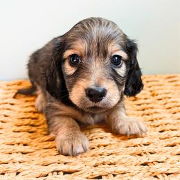 Magnolia - Cream female Dachshund puppy in Sylvania, Alabama from Yancey’s Doxies