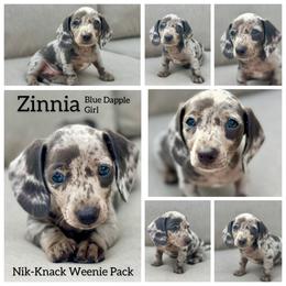 Zennia - Dapple female Dachshund puppy in Florida from Niki Humphries' Dachshunds