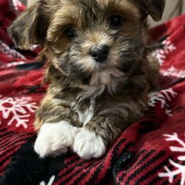 Ryleigh - Red sable female Havanese puppy in Wappapello, Missouri from Titanium Havanese LLC