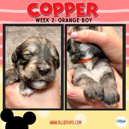 Copper (Orange) - male Golden Mountain Doodle puppy in Boiling Springs, South Carolina from OlliePups, LLC