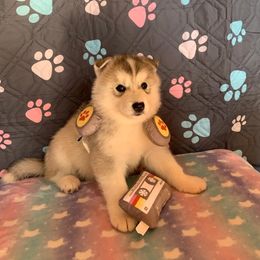 Siberian Husky Puppies from Canace Siberians