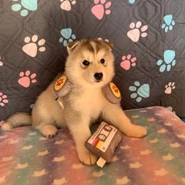 Siberian Husky Puppies from Canace Siberians