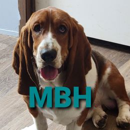 Tobias - Basset Hound