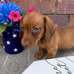 Lindy - Red female Dachshund puppy in Tribbey, Oklahoma from Skyview Doxie Ranch