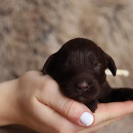 White - Chocolate male Australian Labradoodle puppy in Williamstown, New York from Lewis Manor Labradoodles