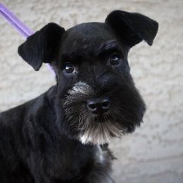 Deja - Miniature Schnauzer
