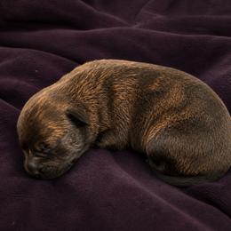 Boy 1 - Dark Brindle - Brindle male Belgian Malinois puppy in Dallas, South Carolina from RoyalHaus Malinois