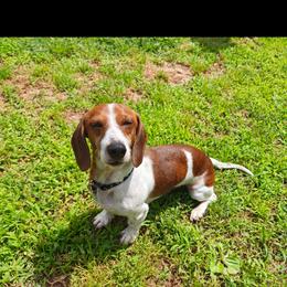 Max - Dachshund