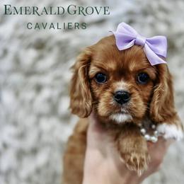 Cavalier King Charles Spaniel Puppies from Emerald Grove Puppies