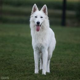 Vesta - White female Berger Blanc Suisse puppy in Chestnut, Illinois from Fireside Fernweh