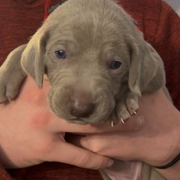 Red - Silver gray male Weimaraner puppy in Aitkin, Minnesota from Whispering’s GunDogs