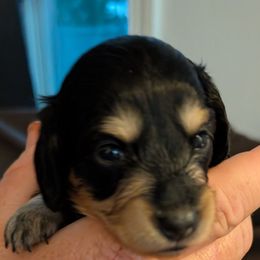 Affogato - Black and cream female Dachshund puppy in Kitty Hawk, North Carolina from Dare Devil Dachshunds