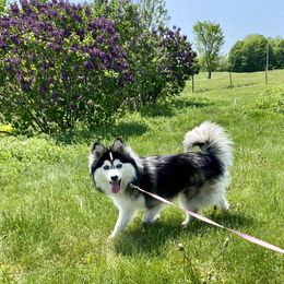 Penny - Pomsky