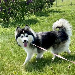 Penny - Pomsky
