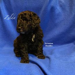 Goldendoodle Puppies from Scranton Goldendoodles