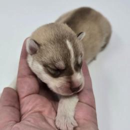 Scruffy - Sable and white male Siberian Husky puppy in Kansas City, Missouri from Anuun's Huskies