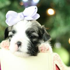 Doberman Pinschers and Mal-Shis from Tx Pups