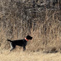 Fern - German Wirehaired Pointer