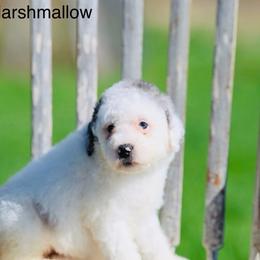 Marshmallow - Merle female Bernedoodle puppy in Factoryville, Pennsylvania from North Mountain Doodles