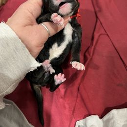 Poodle Puppies from Stunningly Sweet Standards